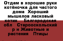 Отдам в хорошие руки котёночка для частого дома. Хороший мышелов ласковый котик. - Белгородская обл., Старооскольский р-н Животные и растения » Птицы   